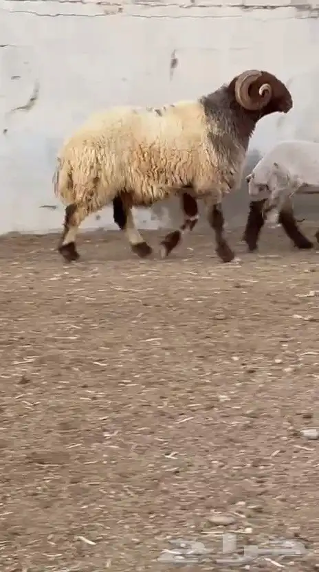 فحل نعيم صنف للبيع 0