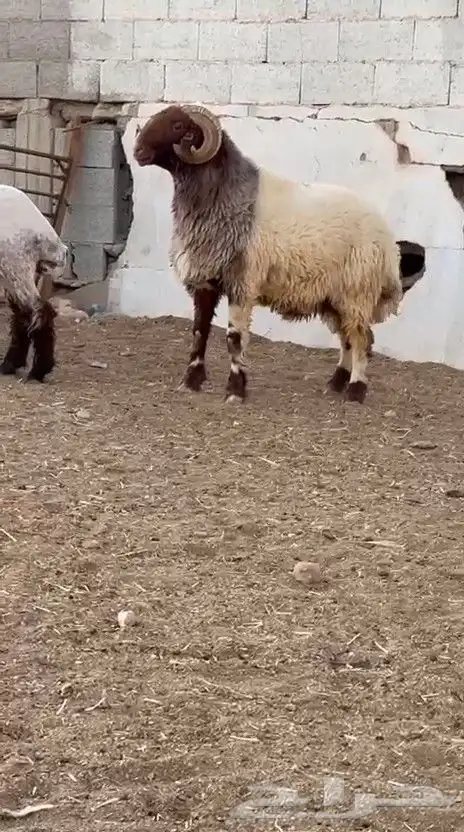 فحل نعيم صنف للبيع 2