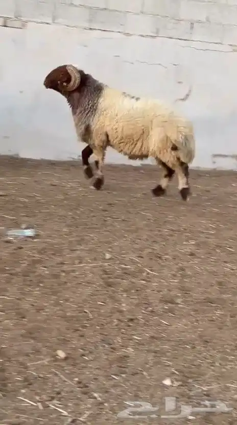 فحل نعيم صنف للبيع 9
