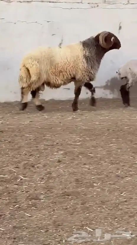 فحل نعيم صنف للبيع 5