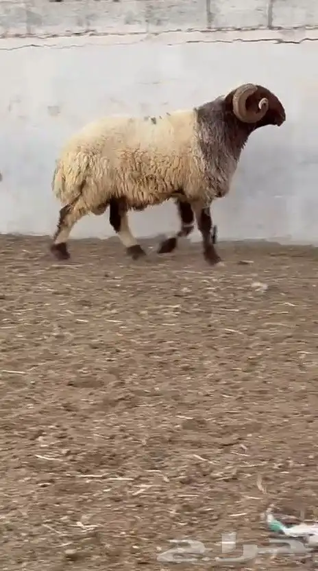 فحل نعيم صنف للبيع 3