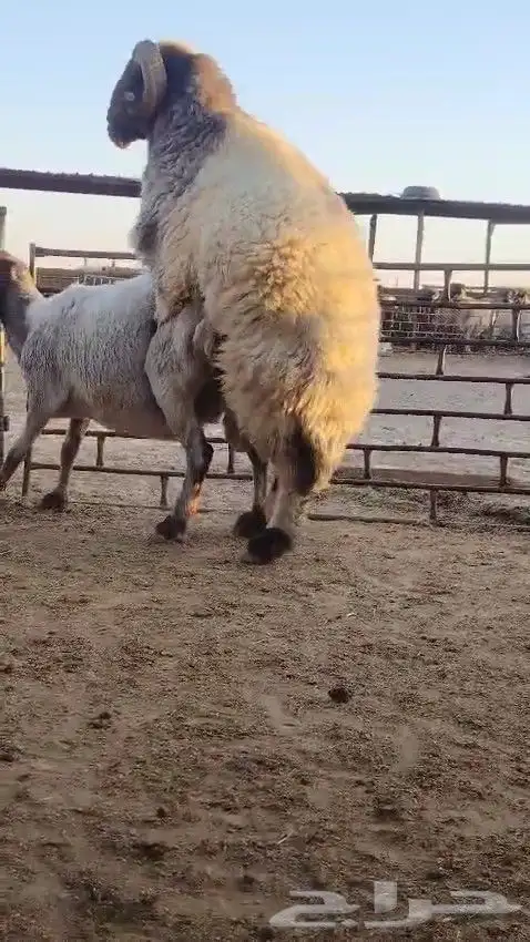 فحل نعيم صنف للبيع 8