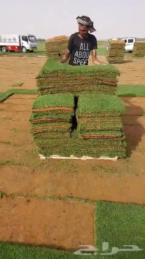 ثيل طبيعي عشب طبيعي نجيله طبيعي 1