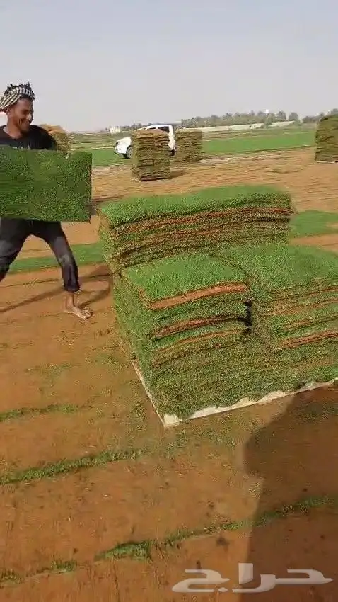 ثيل طبيعي عشب طبيعي نجيله طبيعي 0