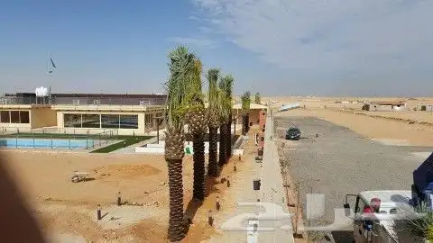 نخل للبيع نخيل مثمر نقايل جثايث توصيل في جميع المواقع 4