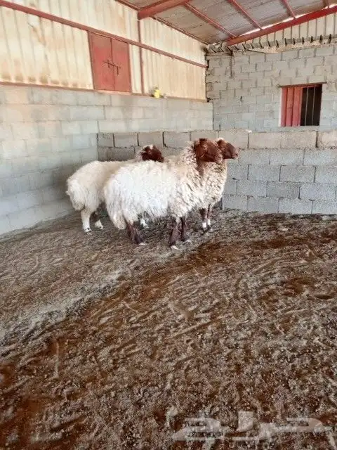 ثلاث شياه فاخره وجرومها ناهي ومغلقه شحم ولحم 0