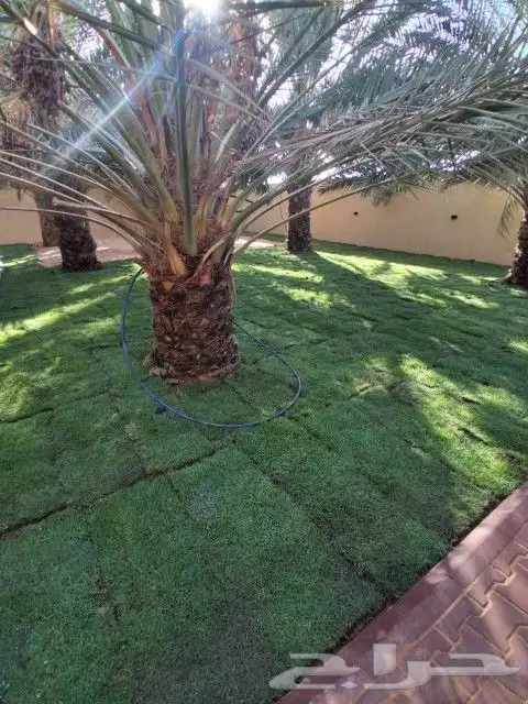 نجيل طبيعي سي 2000صافي وناعم 1