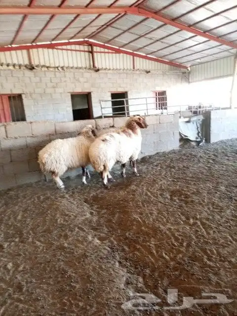 ثلاث شياه فاخره وجرومها ناهي ومغلقه شحم ولحم 1