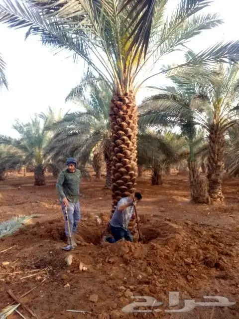 نخل للبيع نخيل مثمر نقايل جثايث خلاص سكري صقعي برحي شيشي سلج 7