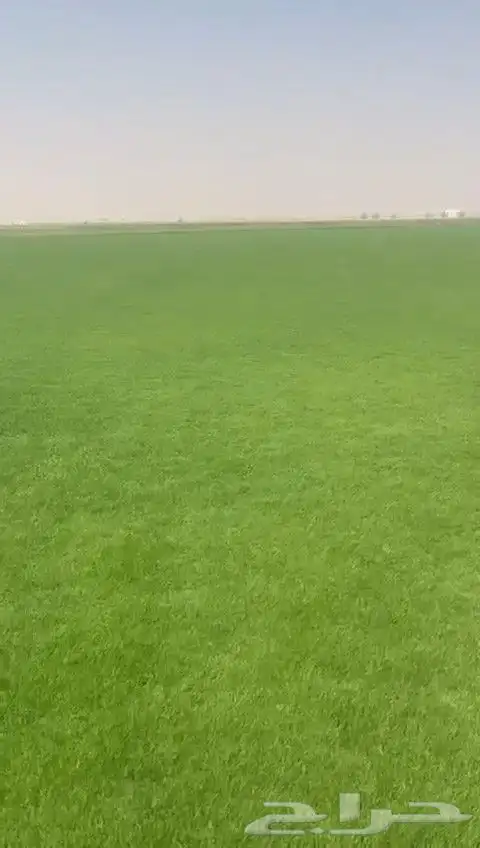 ثيل طبيعي عشب طبيعي نجيله طبيعي 8