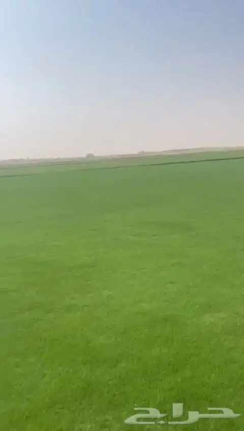 ثيل طبيعي عشب طبيعي نجيله طبيعي 7