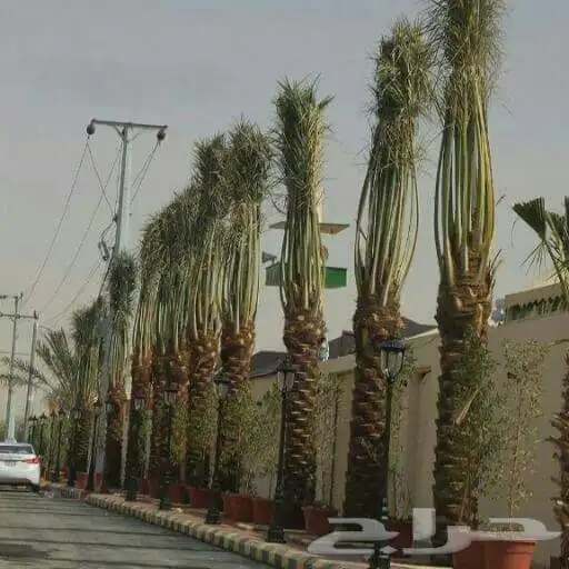 تنسق حدق مهندس جابر تركيب تيل صاني تركيب شبكات جميع الاشجار 7