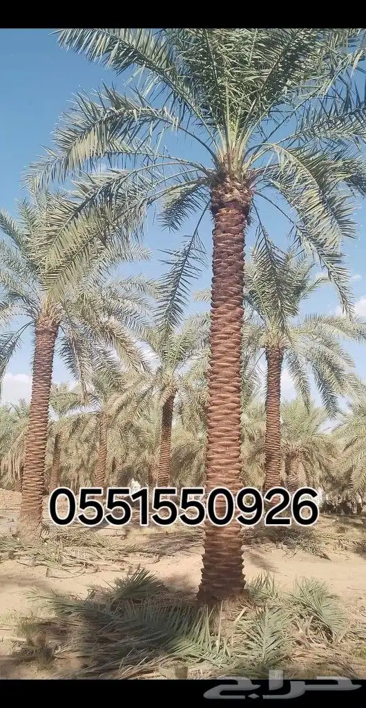 توريد النخيل البلدي والوشنطنيأ مع التركيب وشبوك المزارع 0