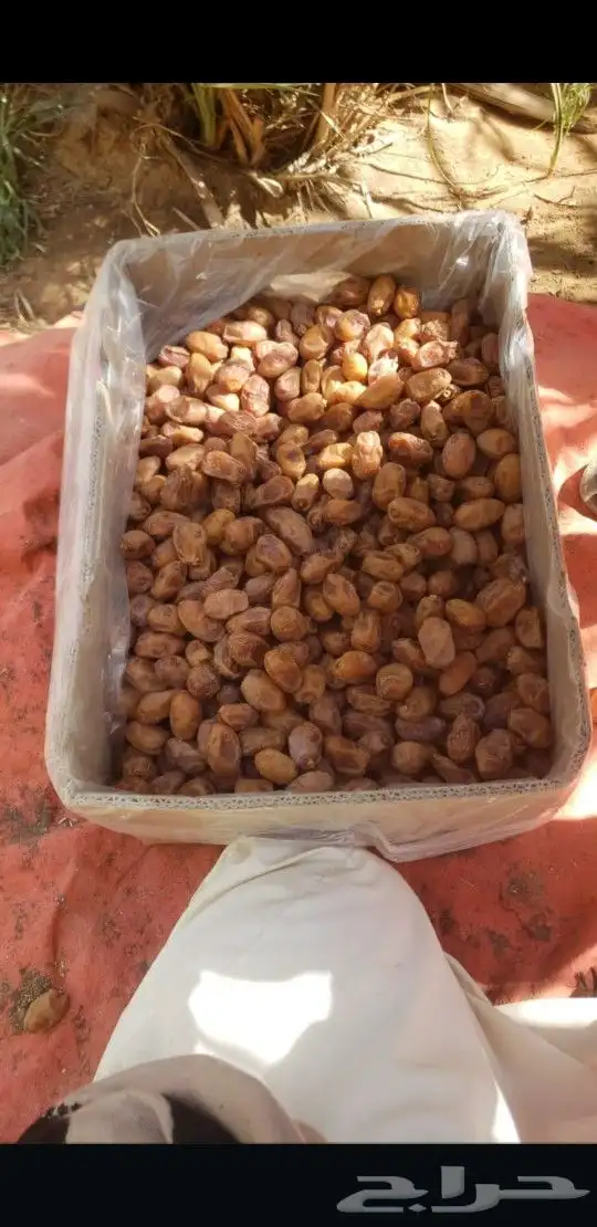 اخلاص وخضري 2
