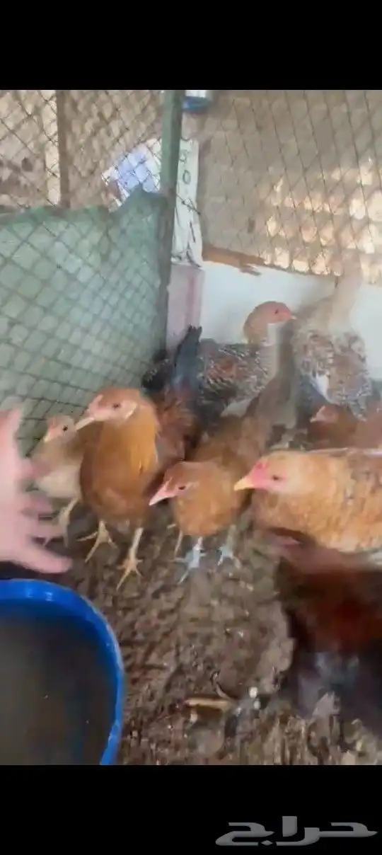 للبيع فيراريج 5