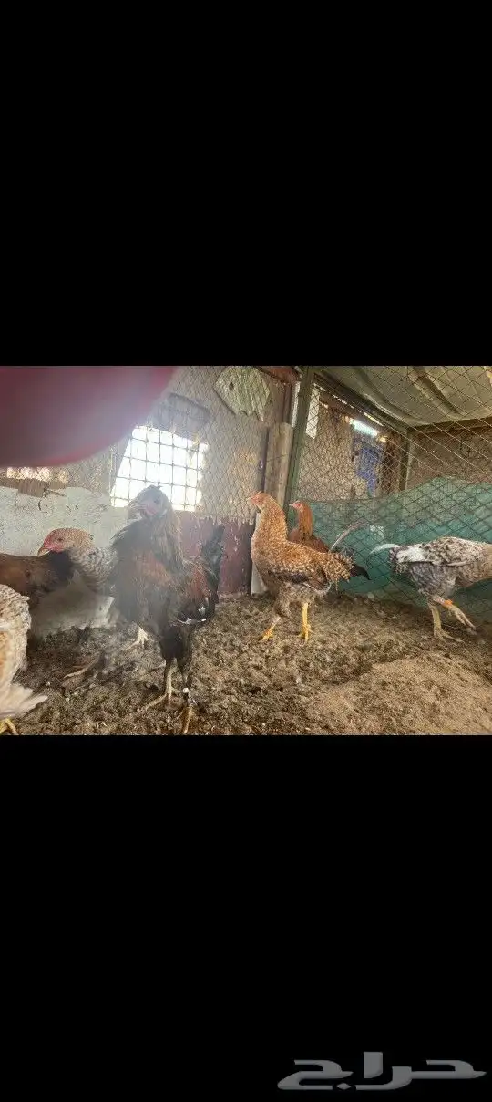 للبيع فيراريج 8