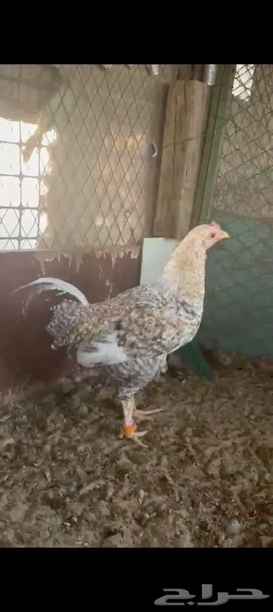 للبيع فيراريج 3