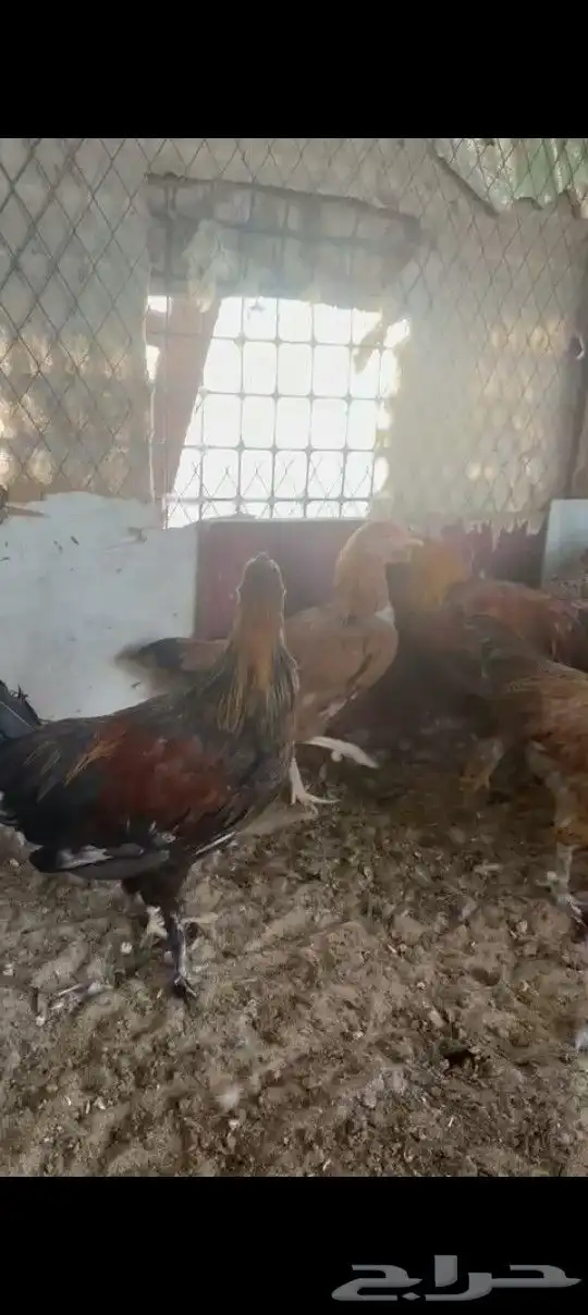 للبيع فيراريج 0