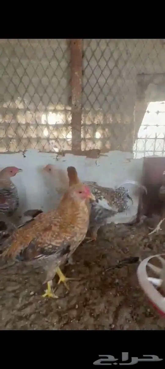 للبيع فيراريج 4