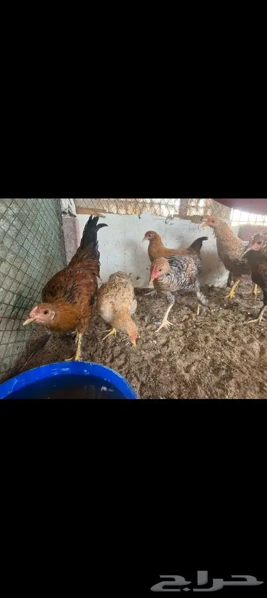 للبيع فيراريج 6