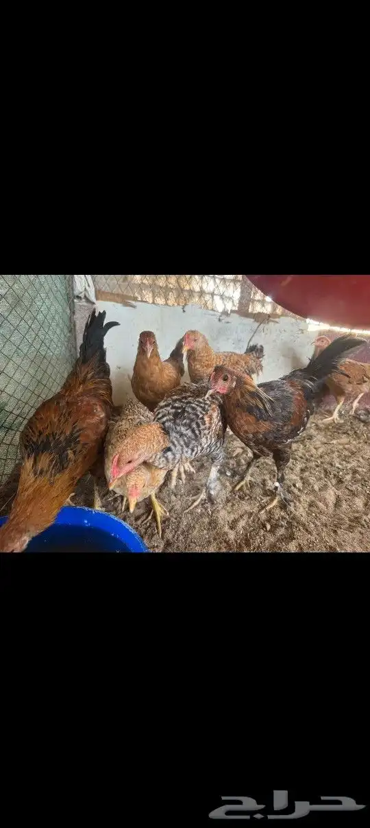 للبيع فيراريج 7