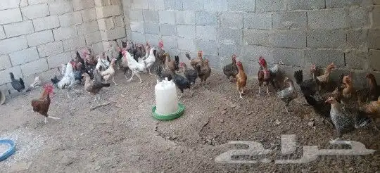 دجاج بياض بلدي وفيومي تقريبا خمسين 0