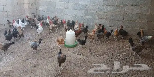 دجاج بياض بلدي وفيومي تقريبا خمسين 1
