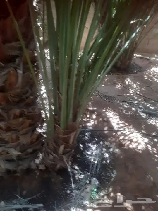 صقعي مكلي مطوق 4