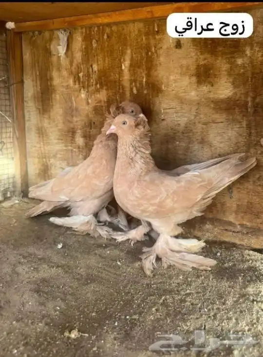 للبيع زوج عرقي 0