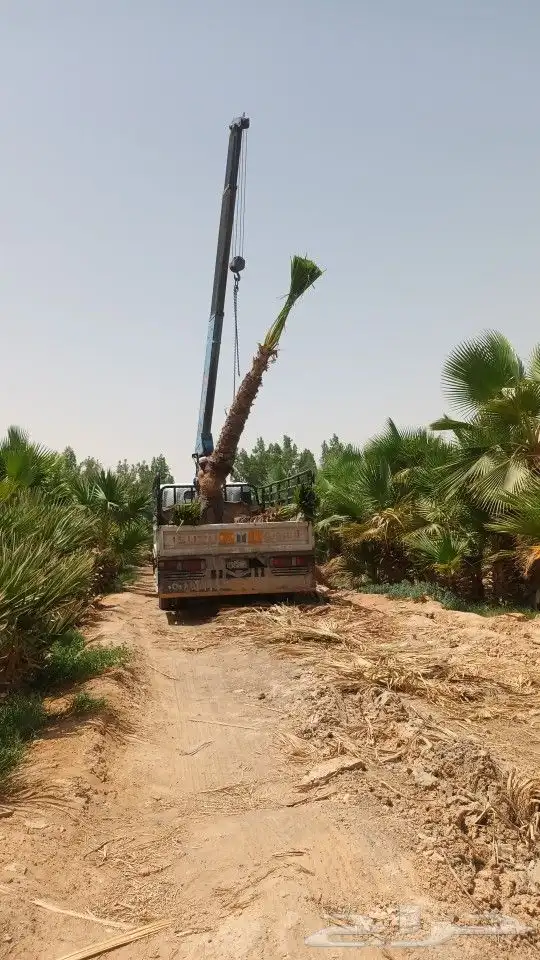 يوجد جميع انواع الاشجار والنباتات 1