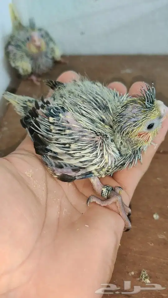 ثلاث فروخ كوكاتيل 0