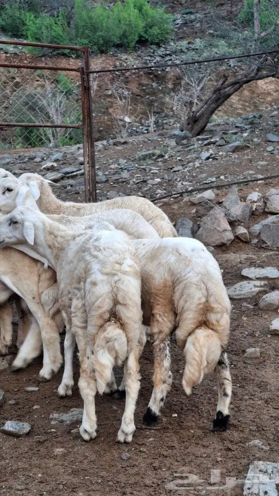 خرفان ذبايح للبيع 0