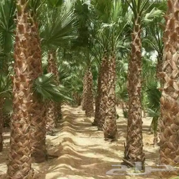 يوجد لدي نخيل عربي نقايل وفروخ طيبه وانواع مم وواشنطني زينه 5
