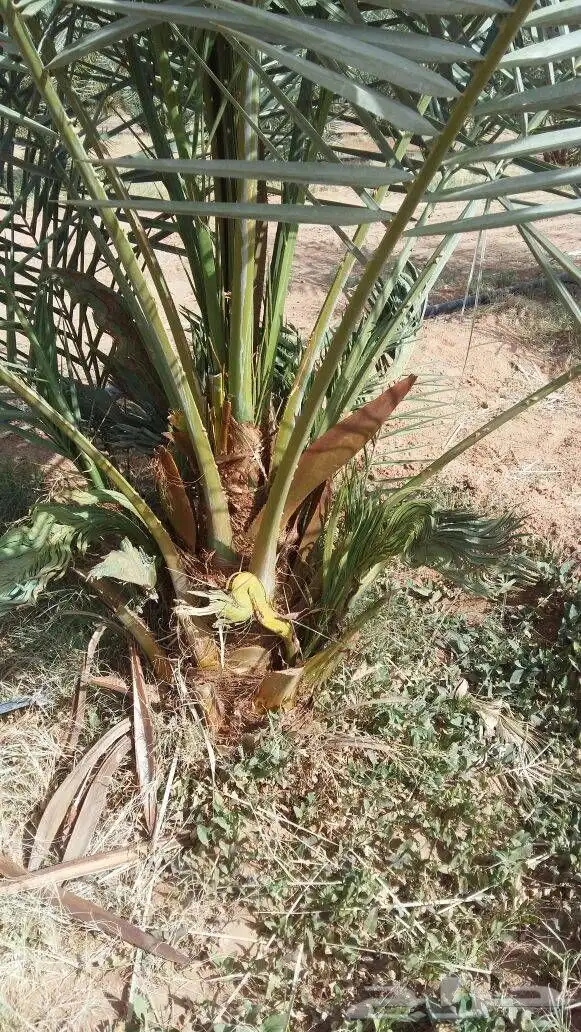 يوجد لدي نخيل عربي نقايل وفروخ طيبه وانواع مم وواشنطني زينه 9