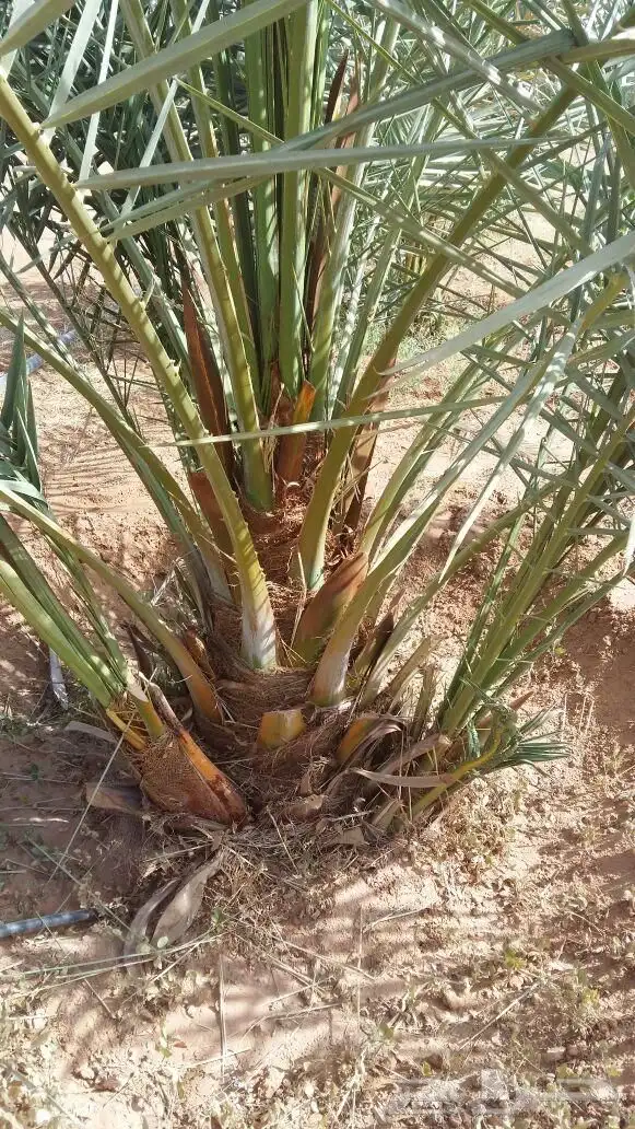 يوجد لدي نخيل عربي نقايل وفروخ طيبه وانواع مم وواشنطني زينه 7