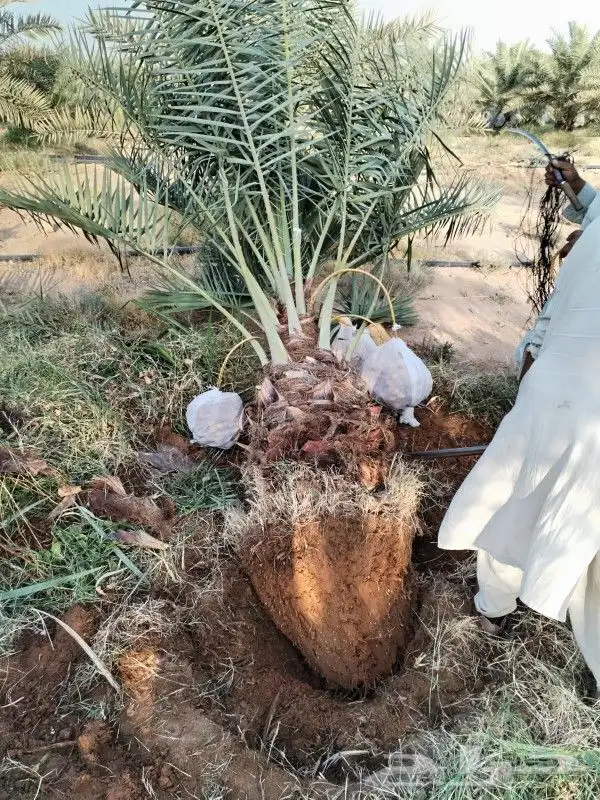 نخل مثمر للبيع نخيل صقعي برحي سكري واشنطني زينه امريكي نقايل 2