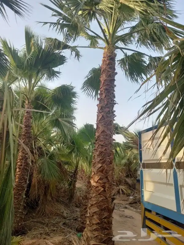 يوجد جميع انواع الاشجار والنباتات 0