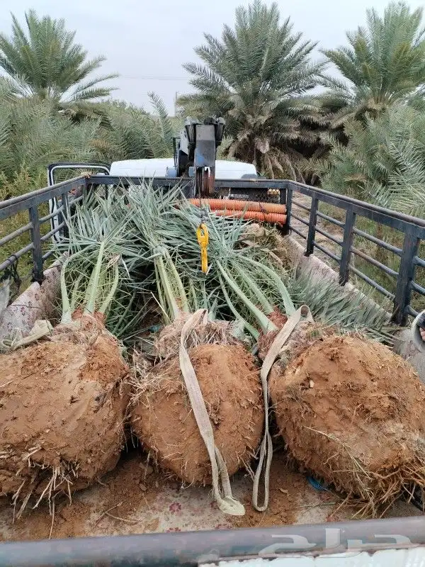 نخل مثمر للبيع نخيل صقعي برحي سكري واشنطني زينه امريكي نقايل 8