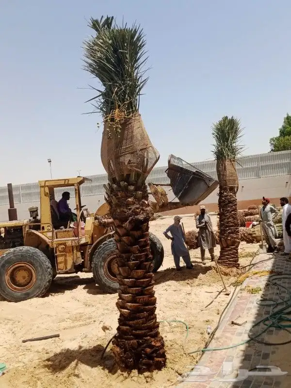 نخل للبيع نخيل مثمر نقايل جثايث خلاص سكري صقعي برحي شيشي سلج 2