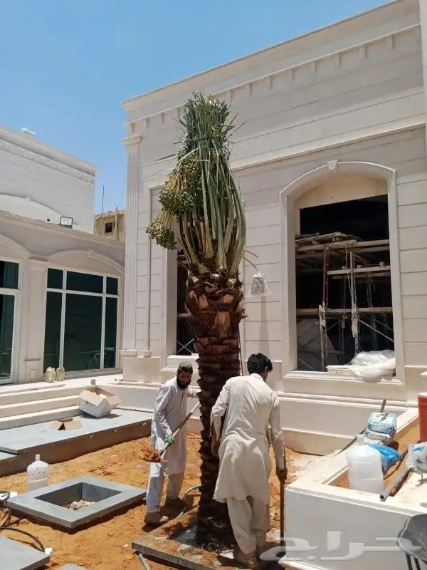 نخل للبيع نخيل مثمر نقايل جثايث خلاص سكري صقعي برحي شيشي سلج 3