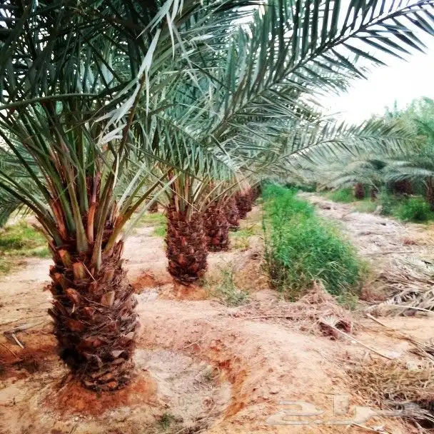 نخل مثمر للبيع نخيل صقعي برحي سكري واشنطني زينه امريكي نقايل 12
