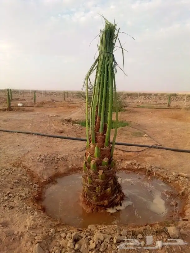 نخل مثمر للبيع نخيل صقعي برحي سكري واشنطني زينه امريكي نقايل 7