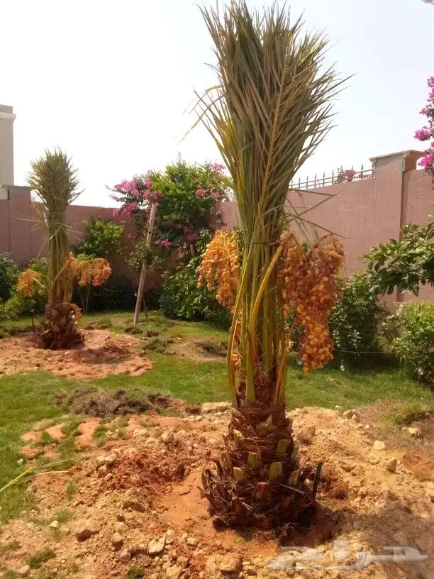 نخل مثمر للبيع نخيل صقعي برحي سكري واشنطني زينه امريكي نقايل 6