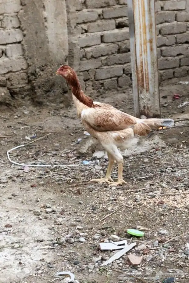 دجاج باكستاني 1