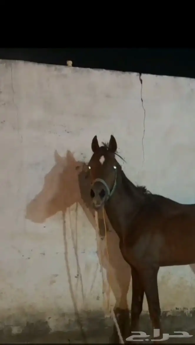 حصان شعبي طرب 1