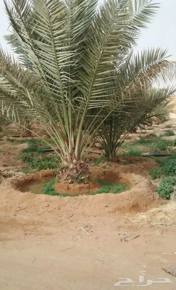 يوجد لدي نخيل عربي نقايل وفروخ طيبه وانواع مم وواشنطني زينه 8