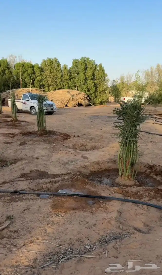 نخل متوفرة لدينا انواع مشكله من فصائل النخيل 2