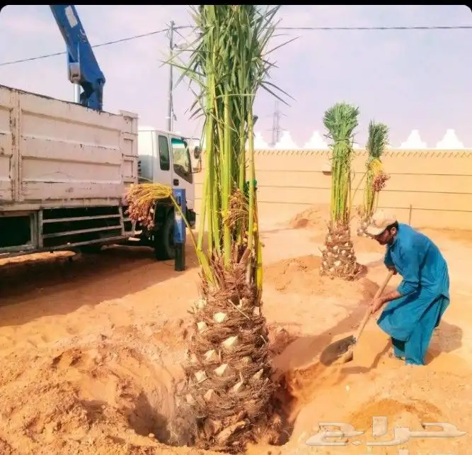 نخل مثمر نخيل نقايل جثايث واشنطني اخلاص سكري برحي صقعي شيشي 1