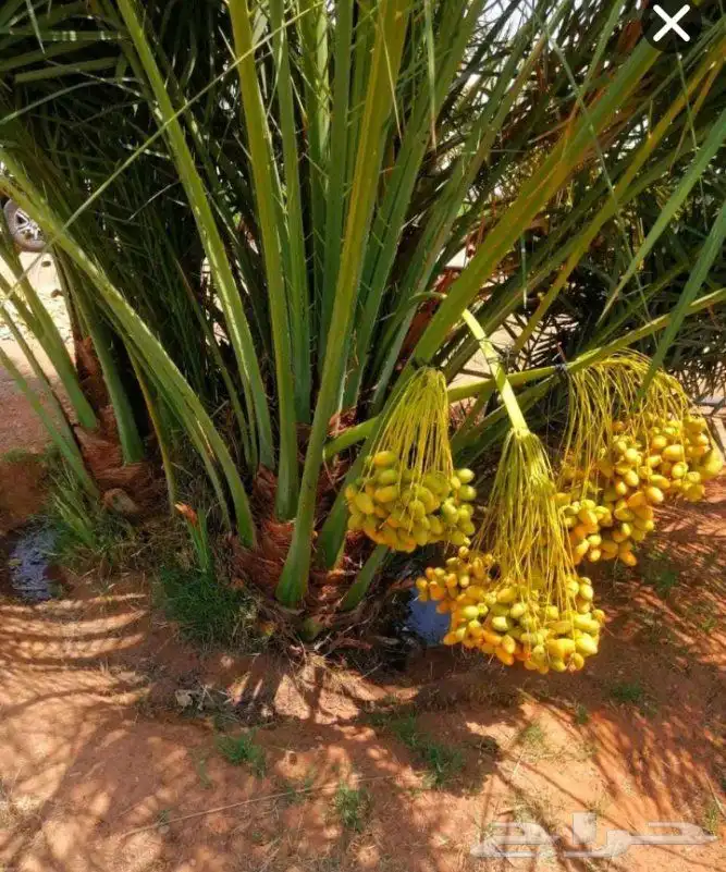 نخل مثمر نخيل نقايل جثايث واشنطني اخلاص سكري برحي صقعي شيشي 4