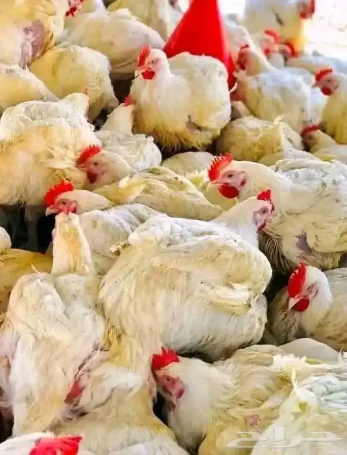 متوفر دجاج حى لاحم اوزان عاليه للشاورما 2